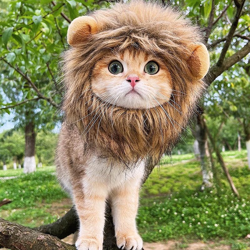 Lion Mane Wig for Cat