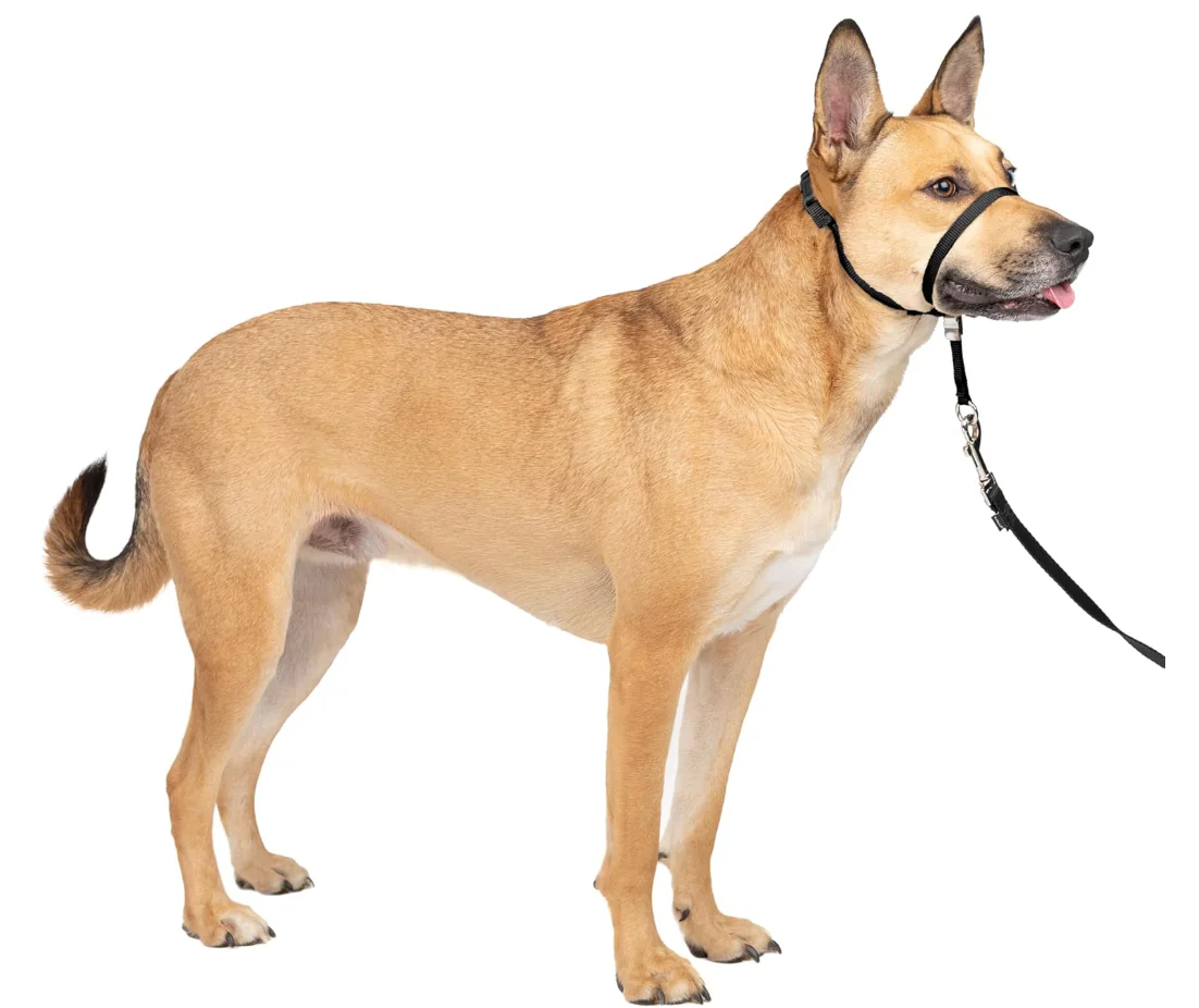 Headcollar No-Pull Dog Collar - Helps Improve Walks - Durable Nylon Construction - Padded Nose Loop - Adjustable Fit - Comfort Walking Halter, Medimum muzzle + 1.5 meter leash
